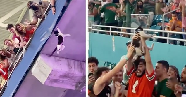 cat saved at miami game