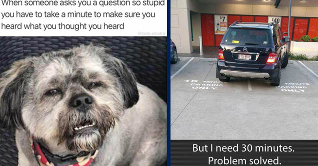 squinting dog meme - When someone asks you a question so stupid you have to take a minute to make sure you heard what you thought you heard sinatra | vehicle registration plate - $7 $40 w LoL 815 Rue 5 Minut Paking Ovel > Ware Acing But I need 30 minutes.