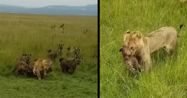 lions fight hyenas