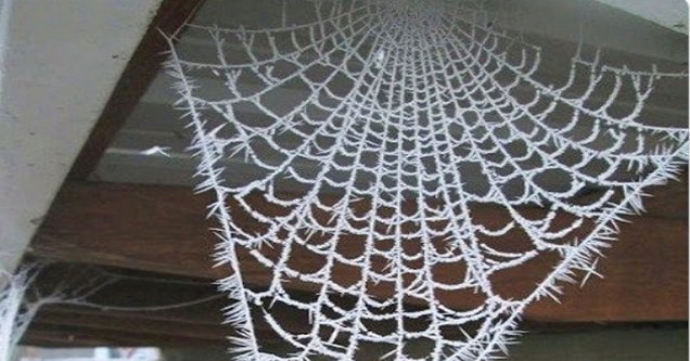 spider web with frost