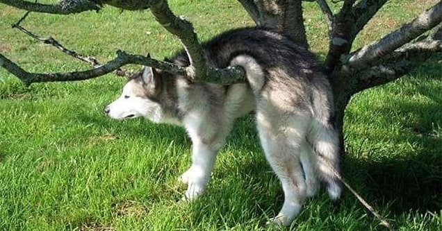 dog stuck in tree