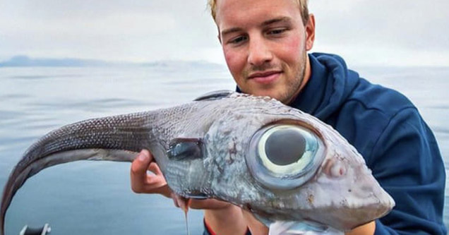 a weird fish with huge eyes looks like giant tadpole