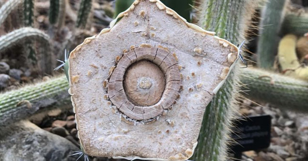 a cactus cut in half