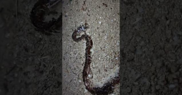 the remains of a snake after fire ants devoured it