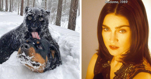 a leopard licking a dog and madonna in 1989