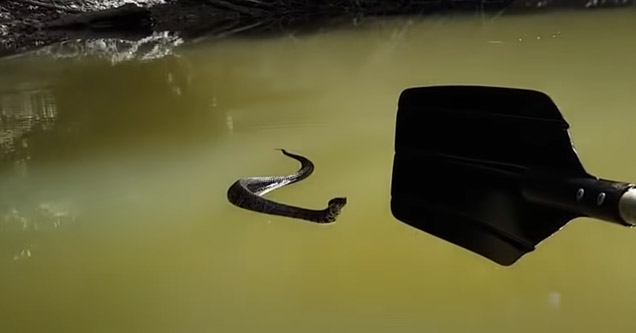 a cottonmouth snake on the water