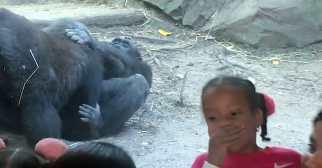 gorillas at the Bronx Zoo perform oral sex while parents and kids watch in horror