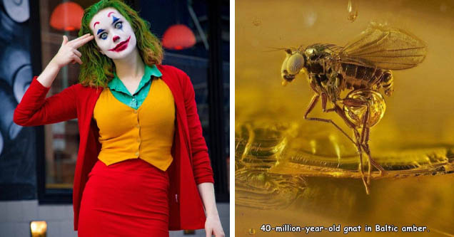 nic the pixie joker | levon biss amber - 40millionyearold gnat in Baltic amber.