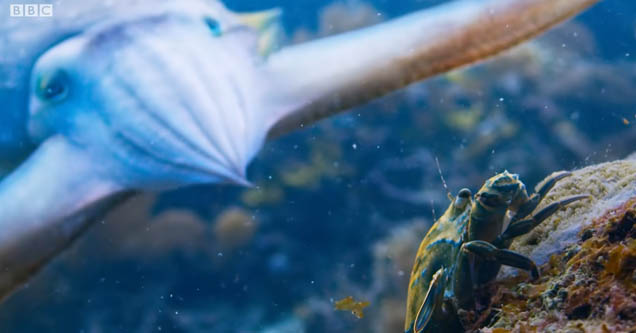 Crabmesmerized by cuttlefish pulsating its colors