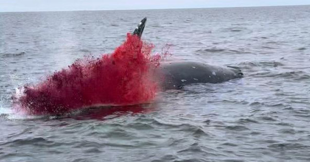 a dead whale explodes