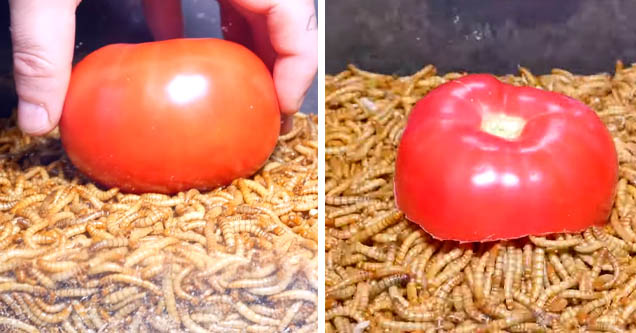 mealworms devour tomato in  24h timelapse