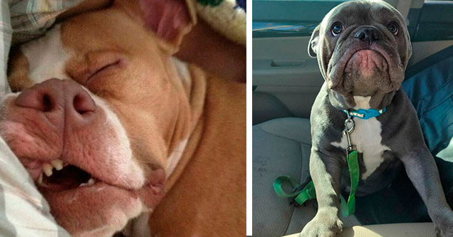 a funny dog asleep showing his teeth and a tiny puppy in the car