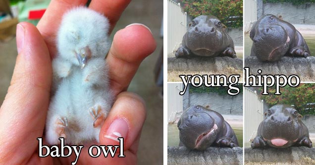 a baby owl and a baby hippo