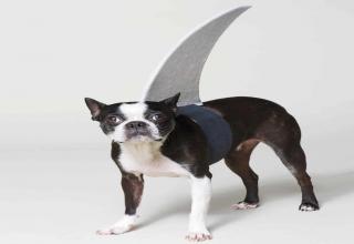 18 Halloween Dog Costumes That Are Just Adorable AF - Funny Gallery ...