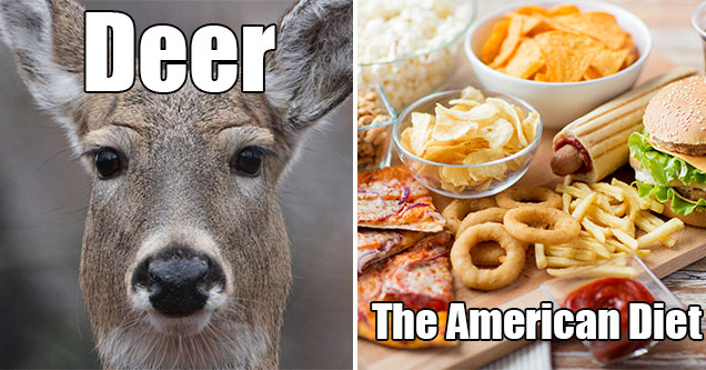 things that are deadlier than you think - the standard american diet -  deer