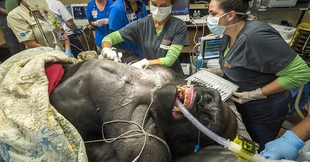 a photo of a gorilla going into surgery