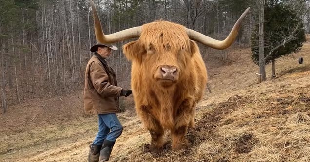 a huge cow getting brushed