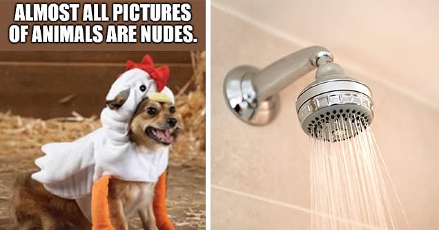 animal picture and shower head