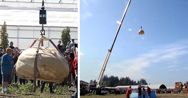 pumpkin drop into pool