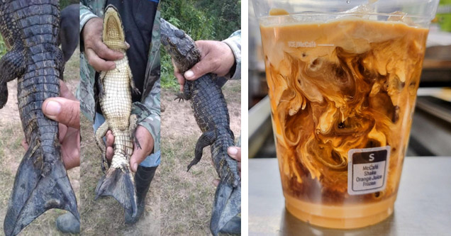 a caiman with a fish tail and a cool looking glass of coffee