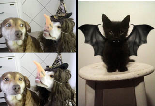 Proof that Halloween brings out the animal in us all. Here are 40 furbabies for your FrankenFriday.