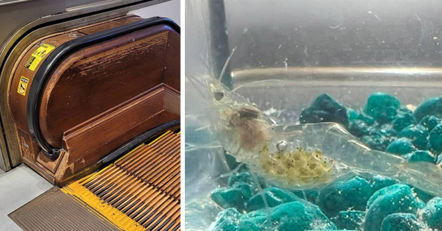 an old wooden escalator and a pregnant shrimp