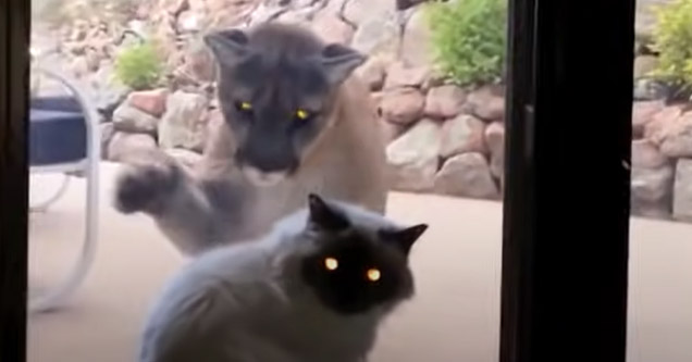 a mountain lion pawing at a cat from outside