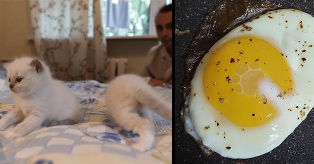 cats and egg