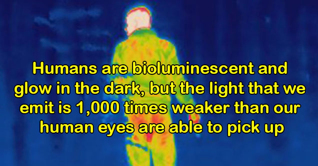 fascinating facts - Humans are bioluminescent and glow in the dark