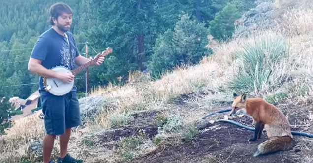 a man playing banjo for a fox