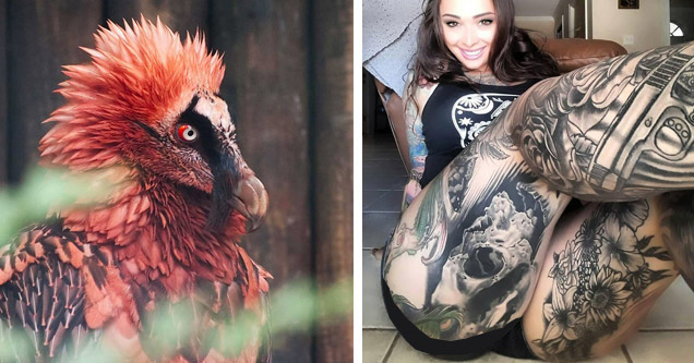 a red vulture and a tattooed girl