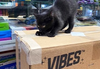 Bodega cats are a wild phenomenon. But if I've learned anything from living in <strong><a href="https://www.ebaumsworld.com/pictures/50-classic-photos-of-nyc-in-the-50s/86582936/" target="_blank">New York</a></strong>, only the best bodegas have guard cats.
<br>
<br>
Thanks to the account <strong><a href="https://www.instagram.com/bodegacatsofinstagram/?hl=en" target="_blank">BodegaCatsOfInstagram</a></strong>, we've collected some of the saltiest felines out there.