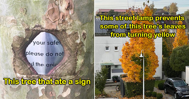 mildly interesting photos -  a tree that ate a sign -  a parking lamp keeping a patch of leaves green