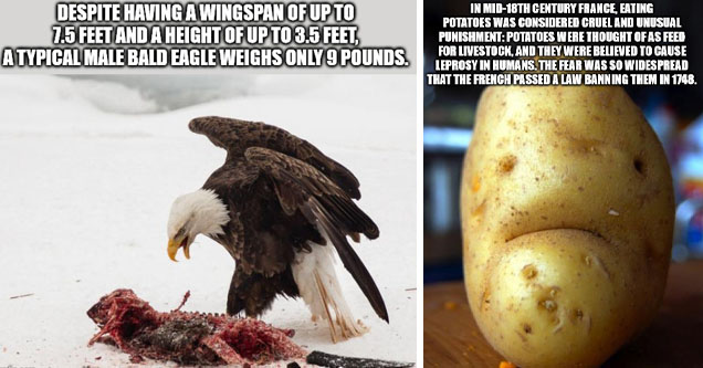 beaver vs eagle - Despite Having A Wingspan Of Up To 7.5 Feet And A Height Of Up To 3.5 Feet A Typical Male Bald Eagle Weighs Only 9 Pounds. imgflip.com | sad potato - In Mid18TH Century France, Eating Potatoes Was Considered Cruel And Unusual Punishment 