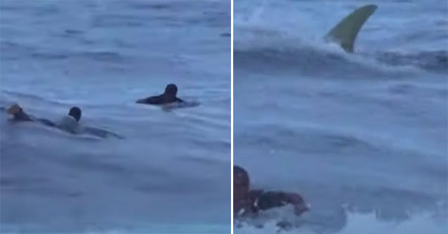 two surfers are chased by a great white shark while surfing in Puerto Rico