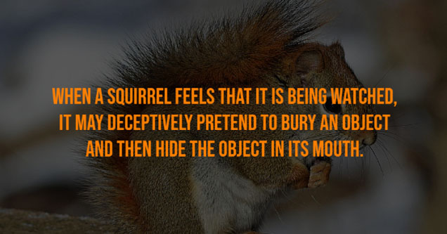 doctor who lol - When A Squirrel Feels That It Is Being Watched, It May Deceptively Pretend To Bury An Object And Then Hide The Object In Its Mouth.