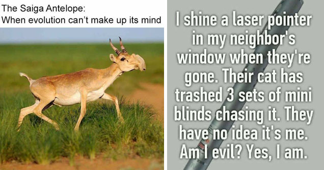 rare animals found in the world - The Saiga Antelope When evolution can't make up its mind  laser pointer neighbors cat - I shine a laser pointer in my neighbor's window when they're gone. Their cat has trashed 3 sets of mini blinds chasing it. They have 