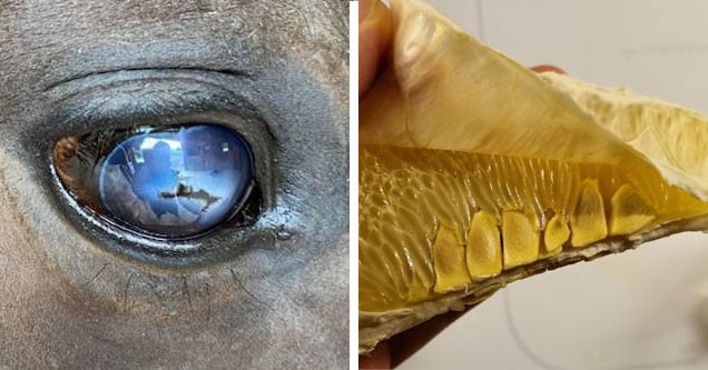 close up picture of a horses eye -  inside view of a animals mouth