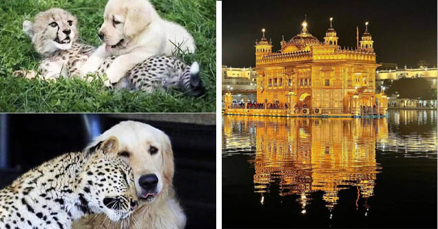 fun photos -  dog and cheetah friends - shinny house