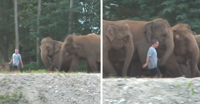 Elephants overjoyed at seeing favorite caretaker after a year