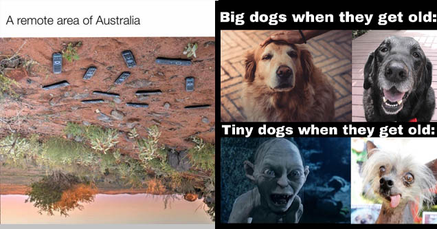 dank memes, australia, dogs