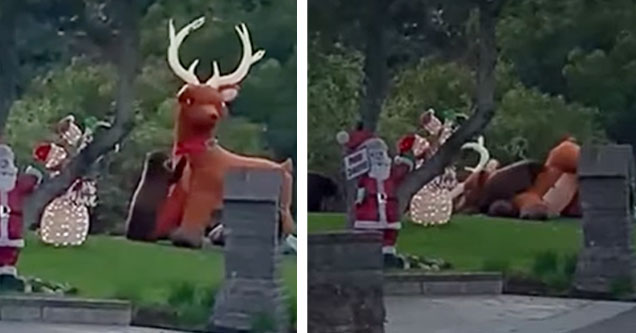 a black bear attacking an inflatable reindeer