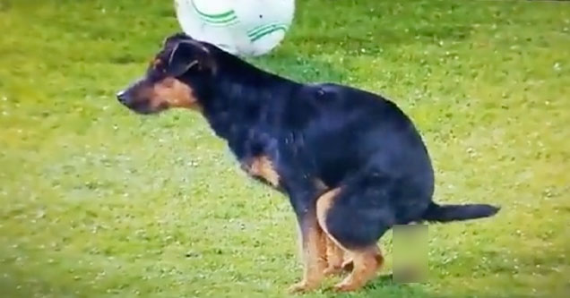 dog pauses soccer match after pooping on the pitch