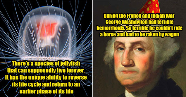 fascinating facts -  George Washington had hemorrhoids -  a certain jelly fish can live forvever