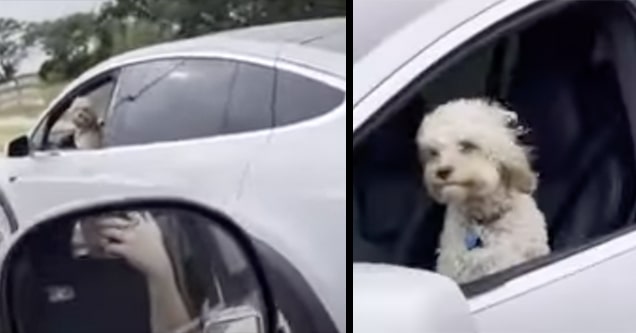 dog in drivers seat of moving tesla