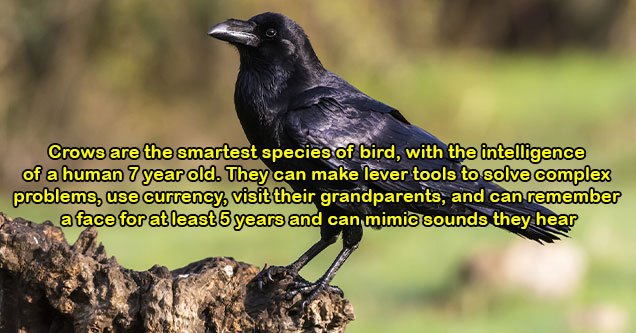 cool facts -  crow sitting an a branch -  the smartest bird