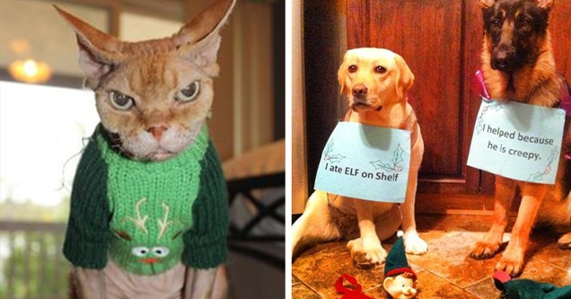 20 Salty Pets Who Don’t Give Two Sh*ts about Christmas