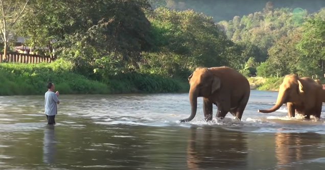 Herd of elephants in river run to their old caretaker in Cambodia