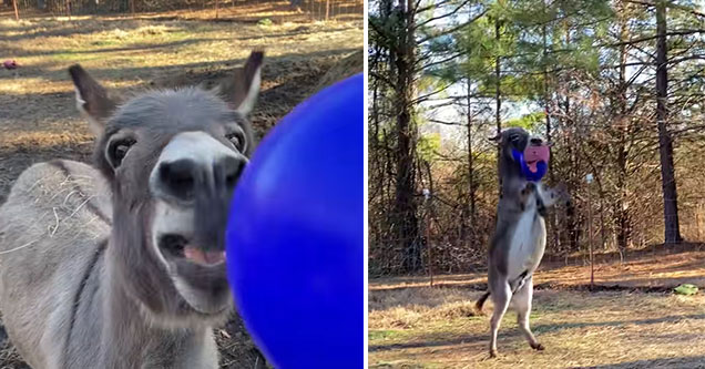 donkey plays with his new ball