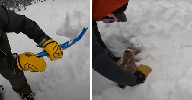 dog buried in snow rescued